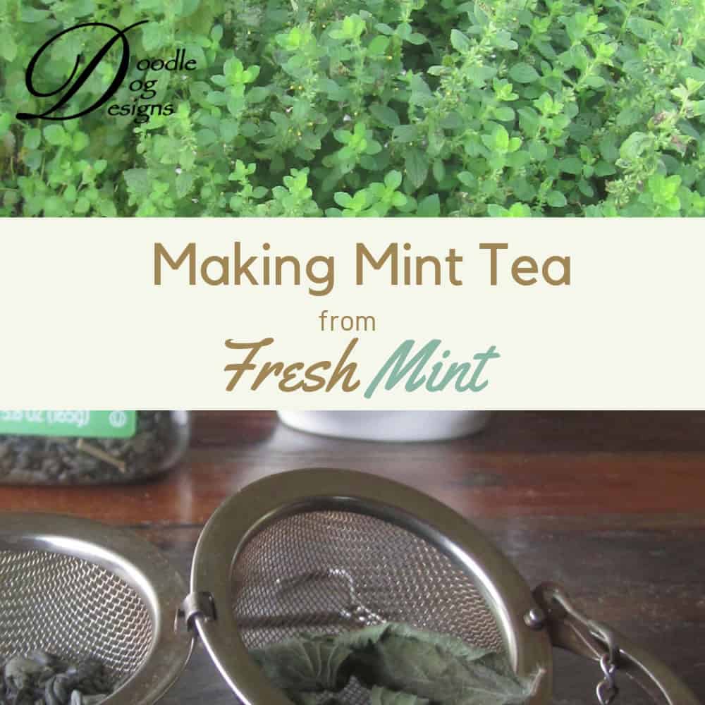 Drying mint leaves for tea