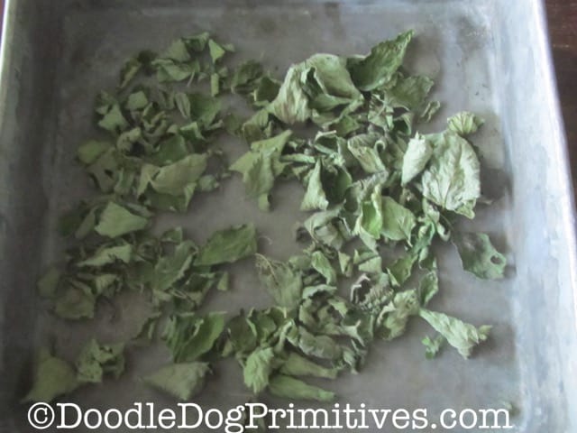 Mint leaves after they are dried