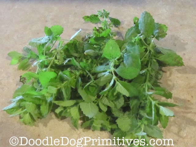 Cut stems of mint