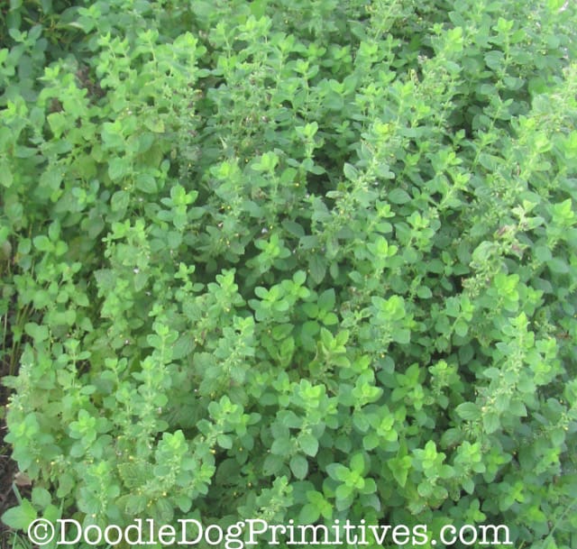 Mint Plants in the garden